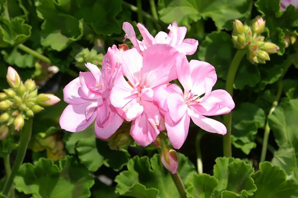Geranium