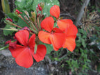 Geranium