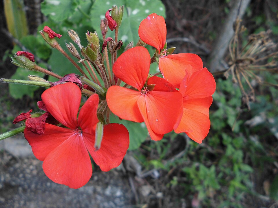 Geranium