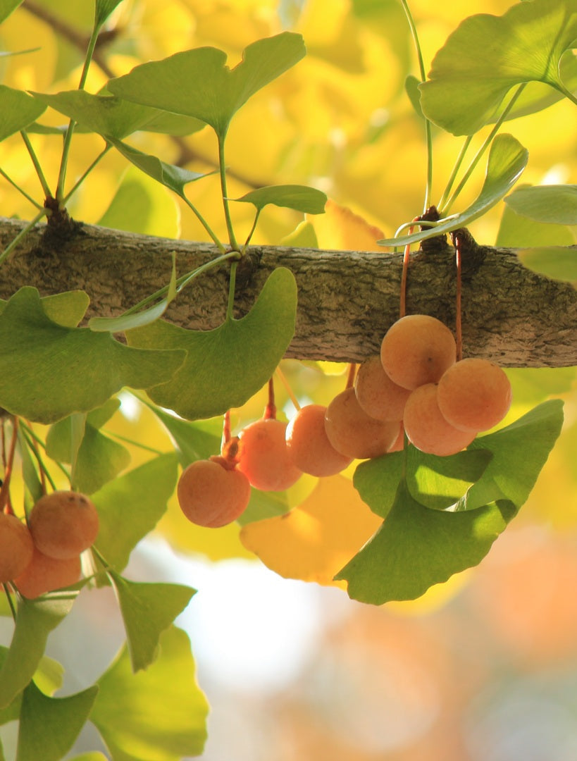 Ginkgo