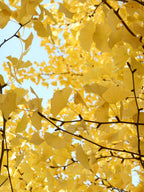 Ginkgo