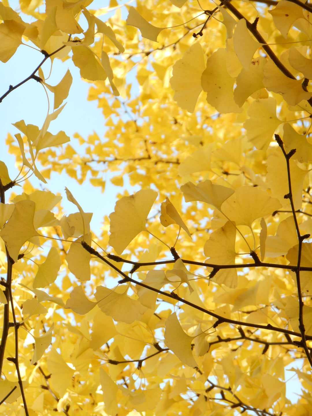 Ginkgo