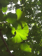 Ginkgo