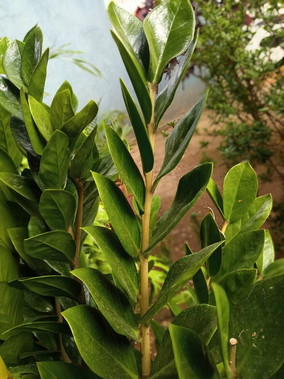 Zamioculca / Zamioculcas