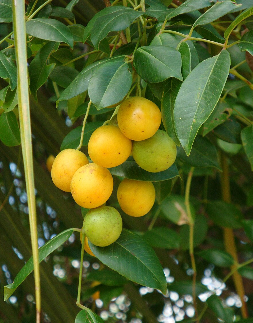Ciruela dorada