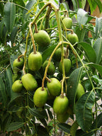 Ciruela dorada