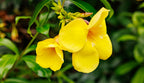 Trompeta de oro