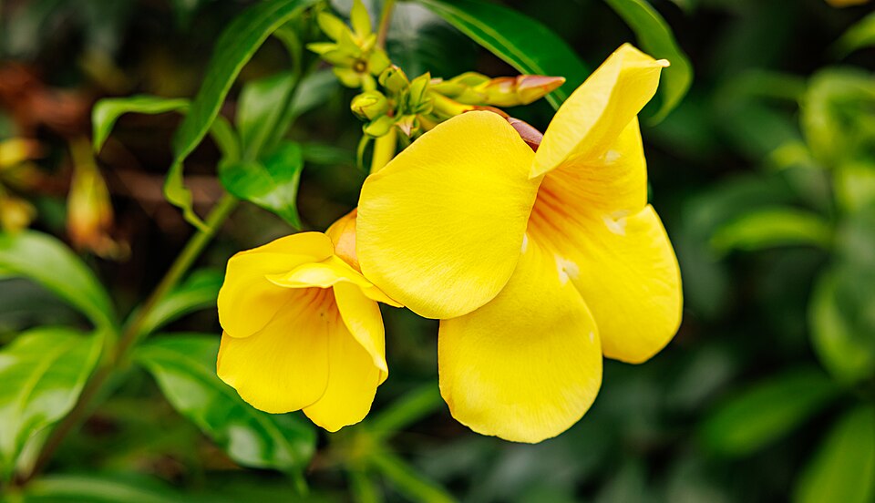 Trompeta de oro