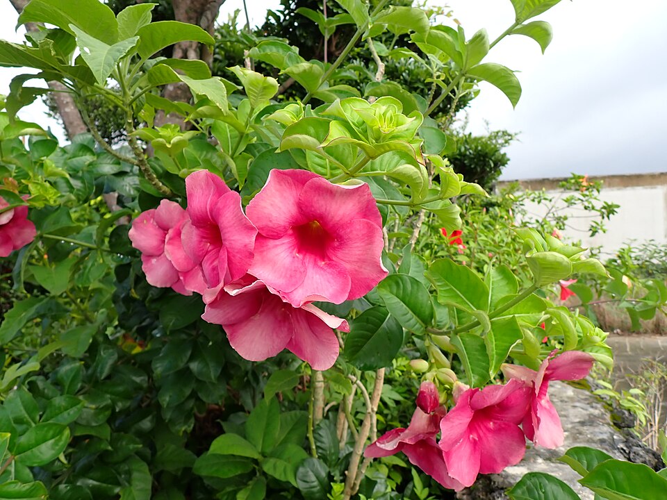Trompeta de oro