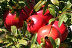 Pomegranate