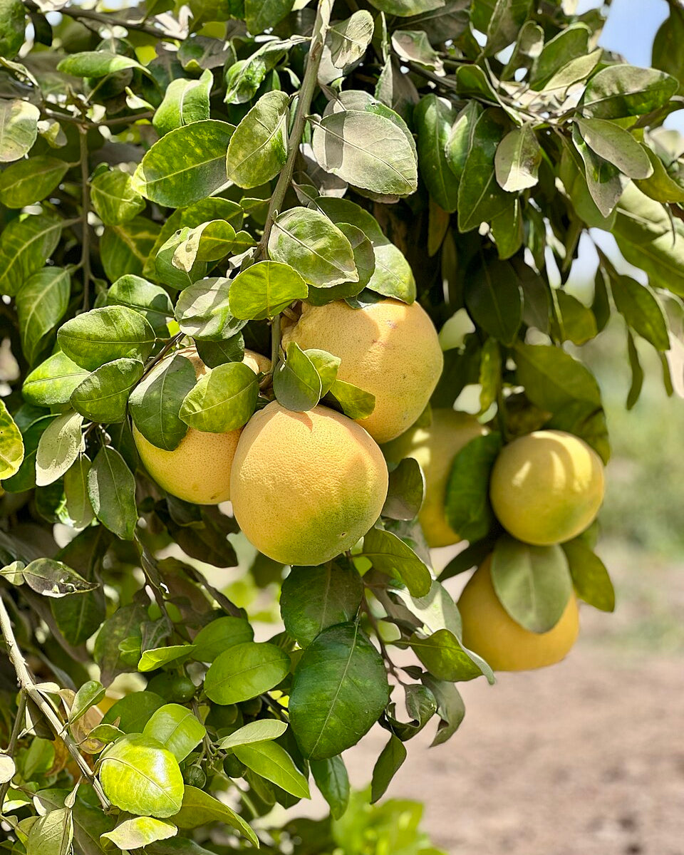 Pomelo