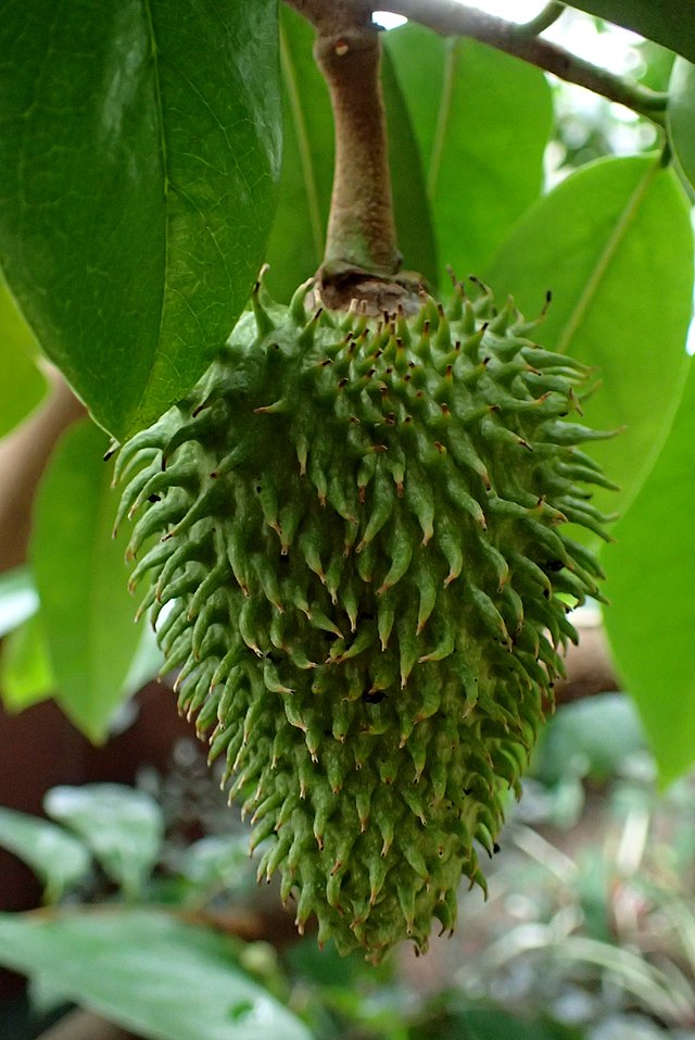 Graviola