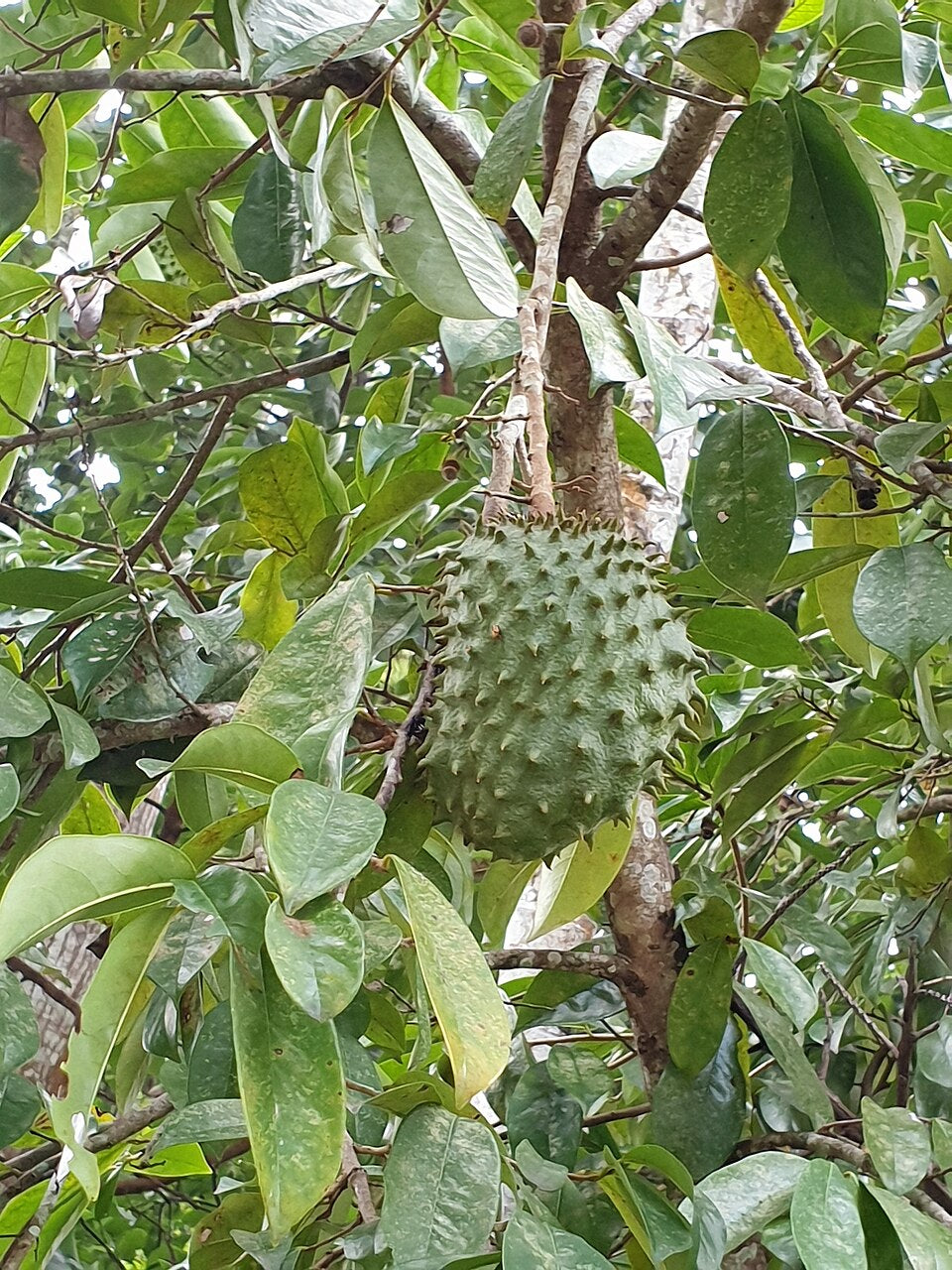 Graviola