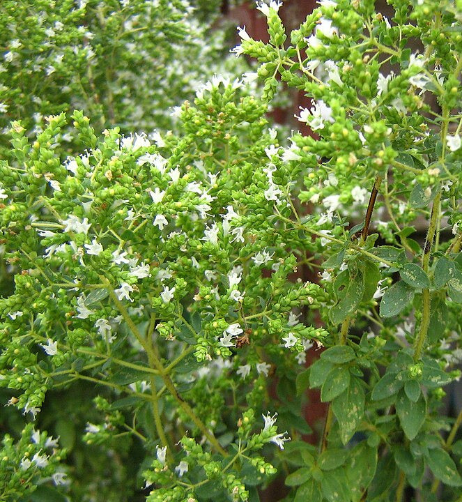 Griechischer Oregano