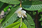 Guava