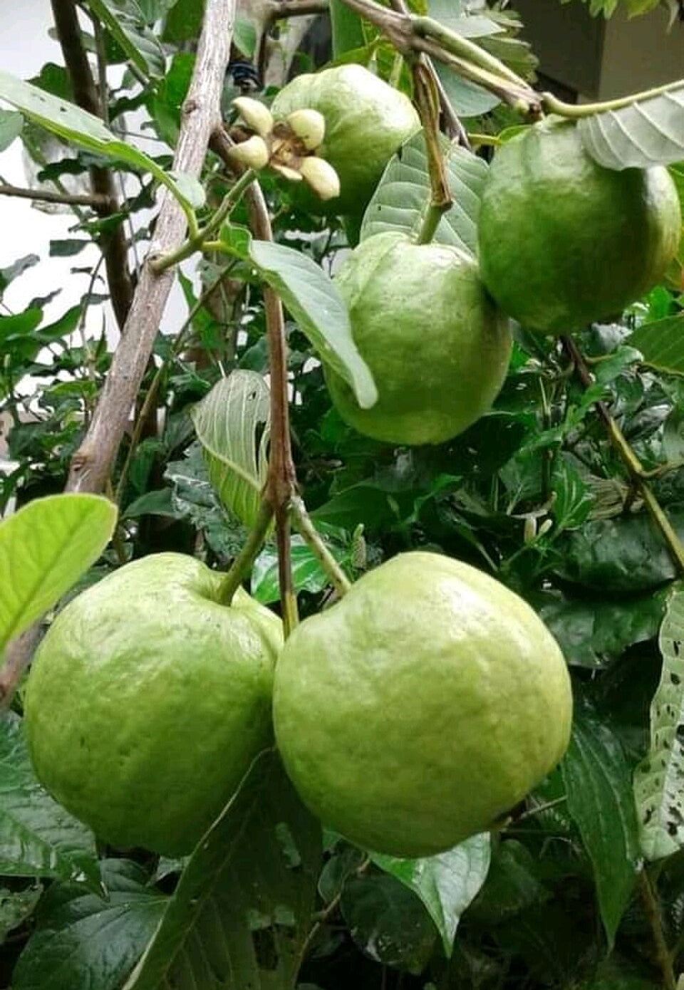 Thai Guava