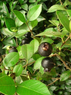 Guaviju