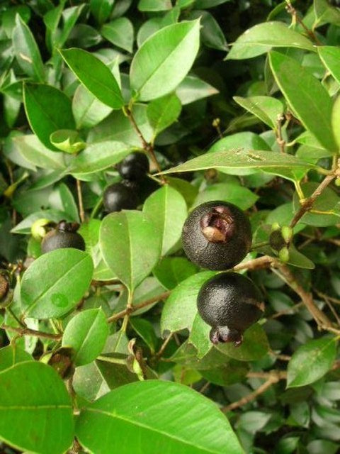 Guaviju
