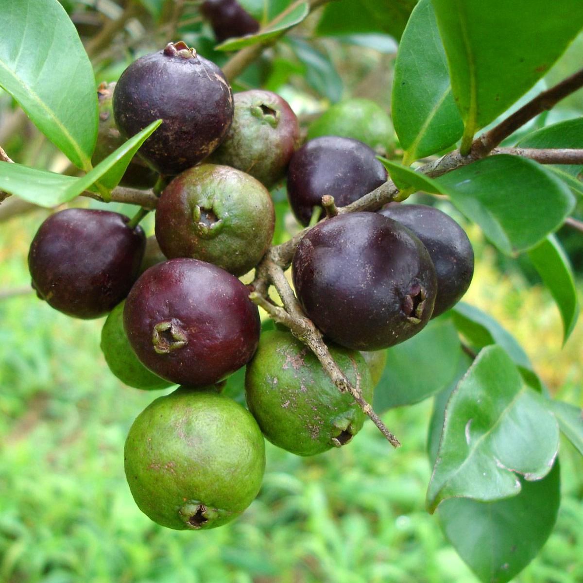 Guayaba del monte