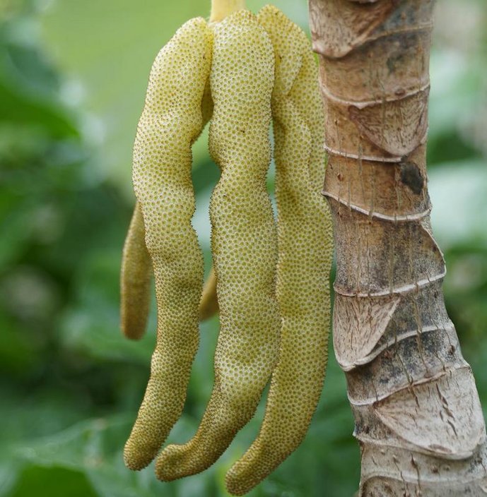Gummy Worm Fruit / Ambay