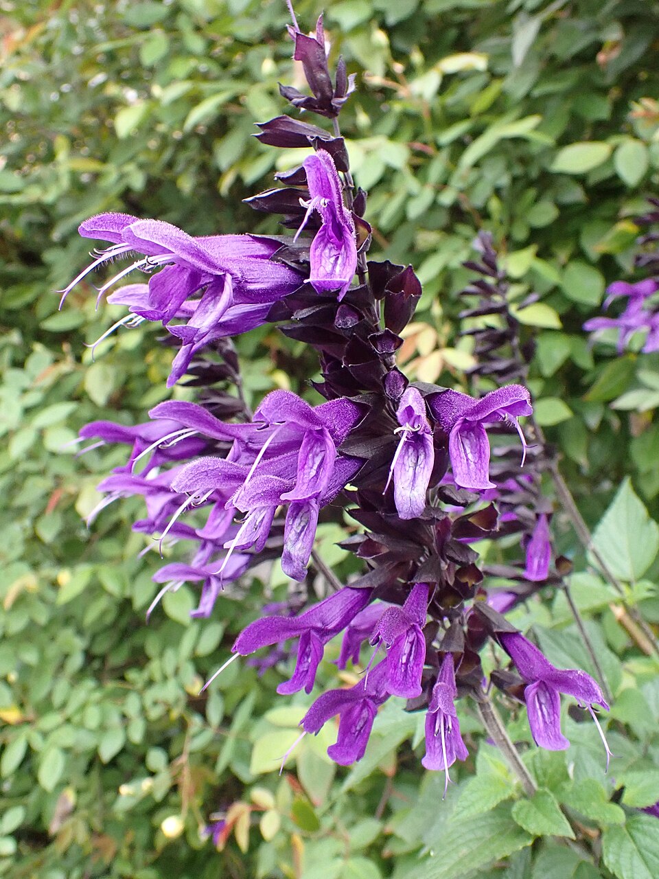 Salvia guaranítica