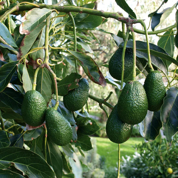 Aguacate