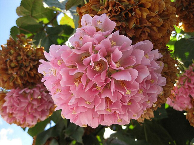 Árbol de hortensias