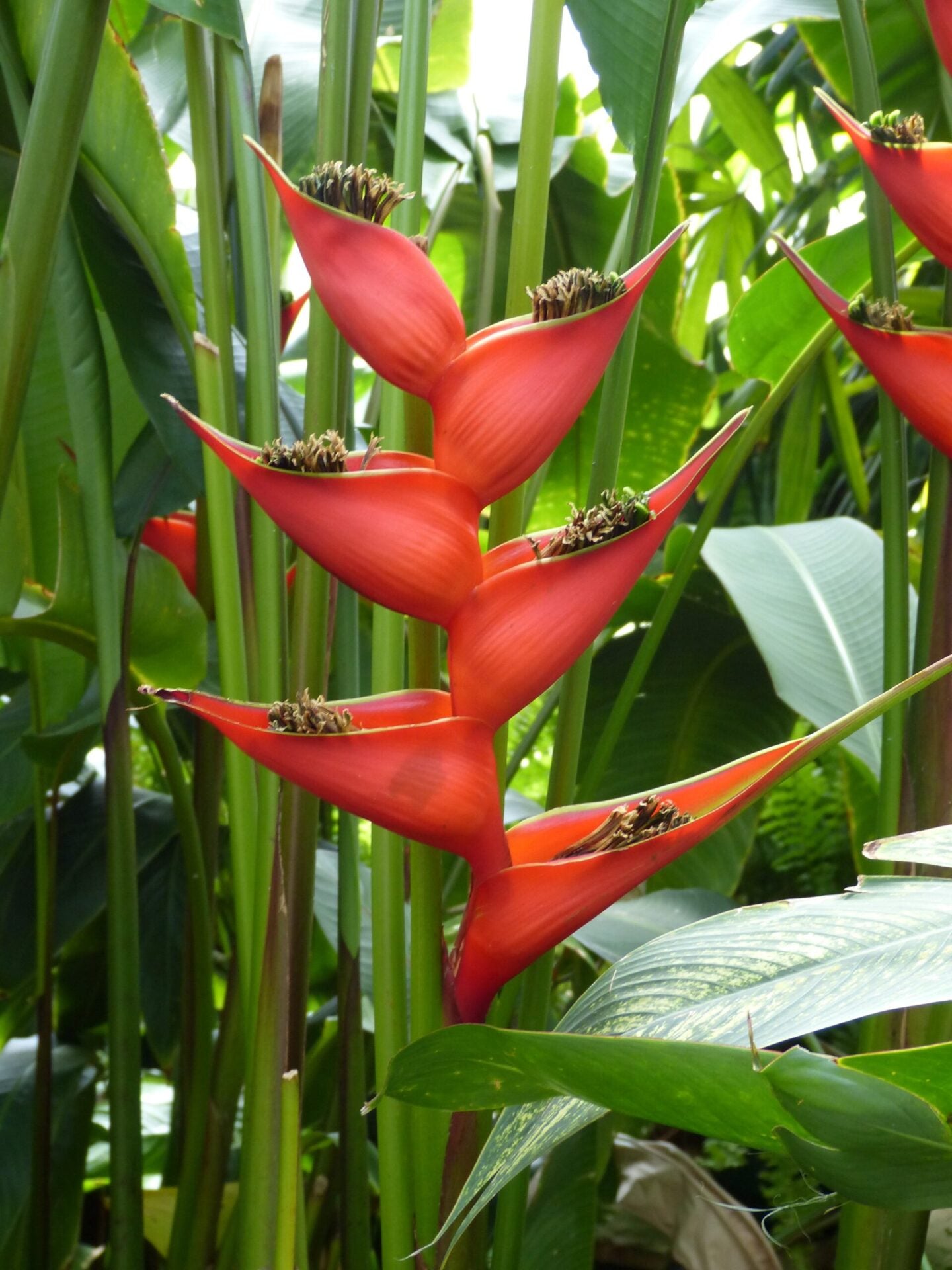 Heliconia stricta
