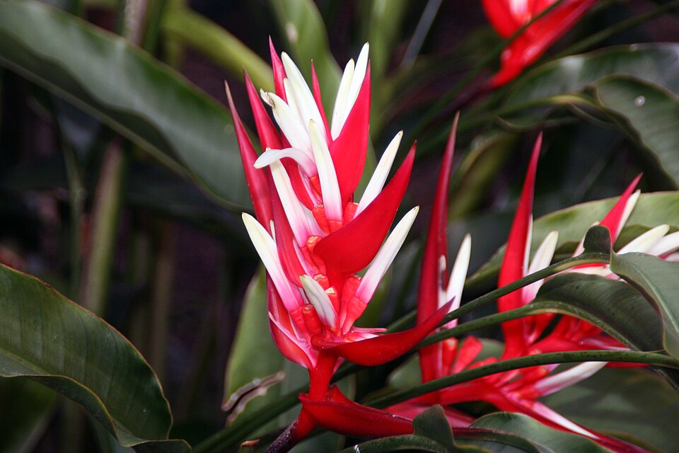 Heliconia angusta