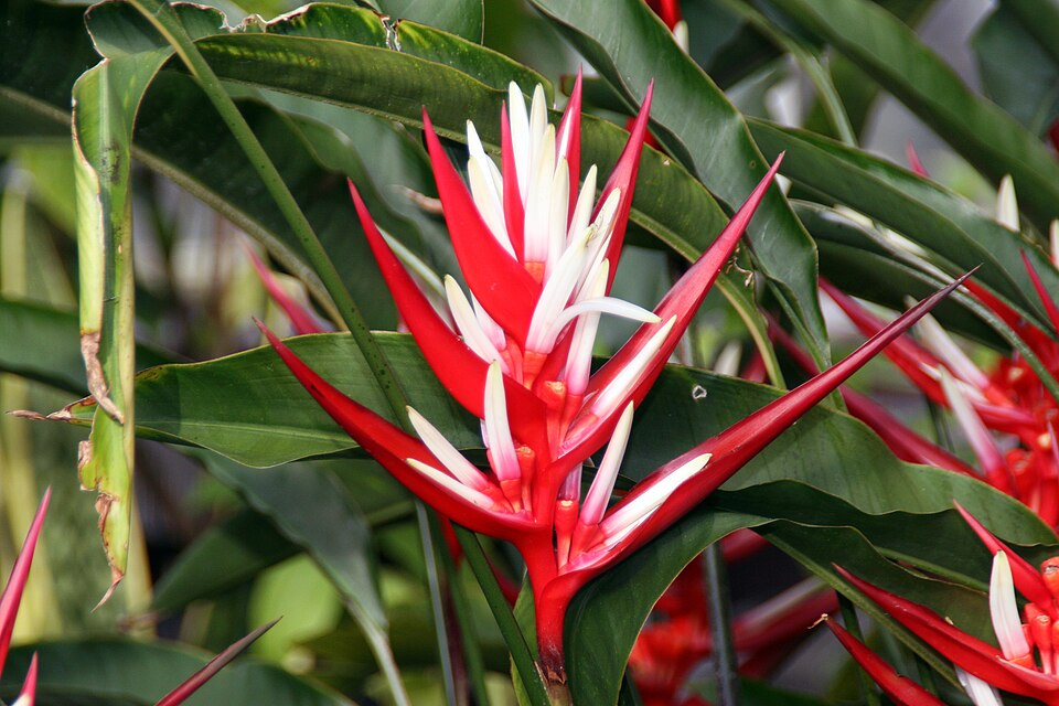 Heliconia angusta