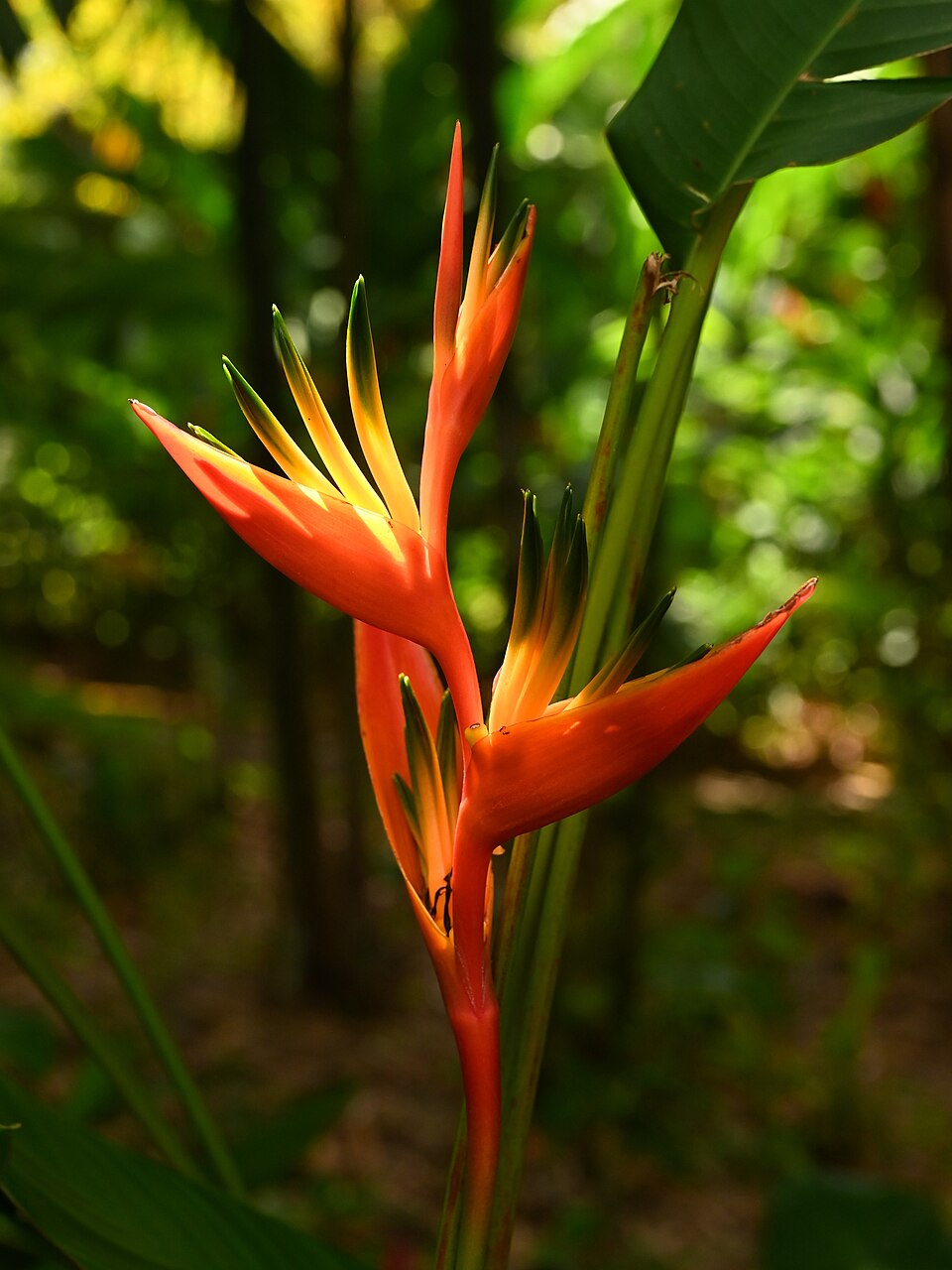 Heliconia psittacorum