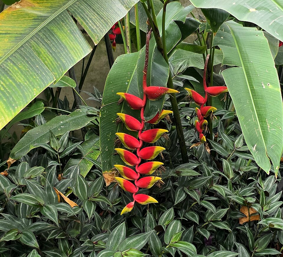 Heliconia rostrata