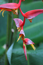 Helikonie collinsiana