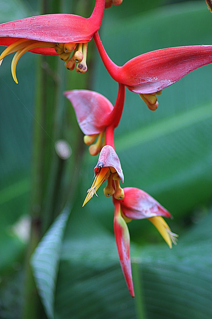 Helikonie collinsiana