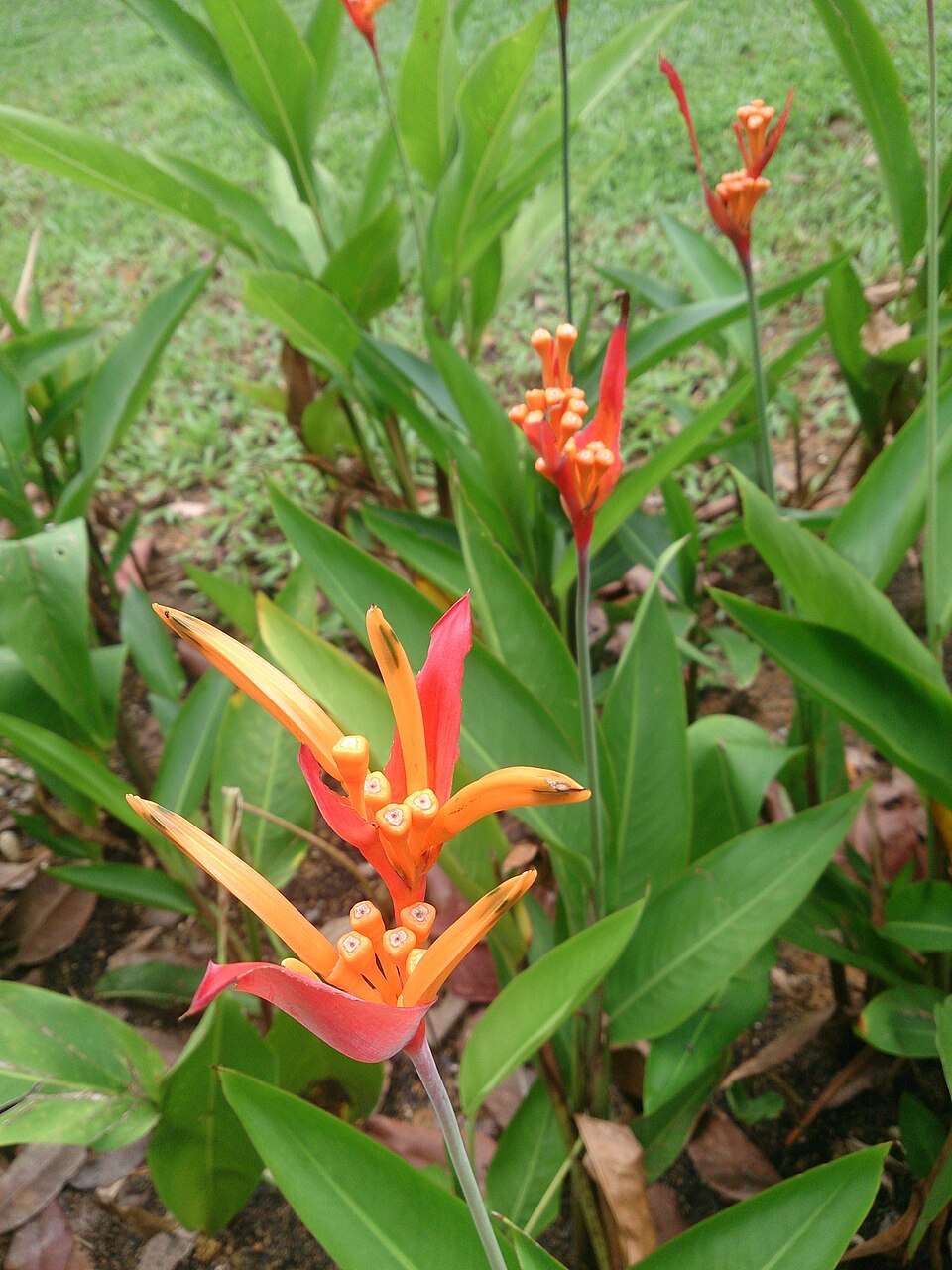 Heliconia stricta