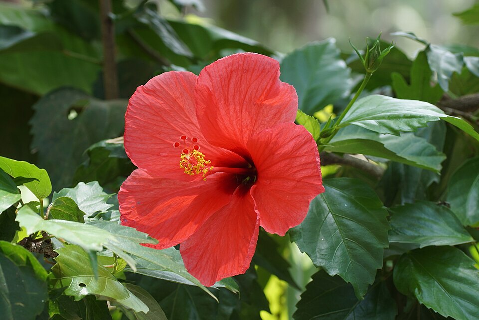 Hibisco