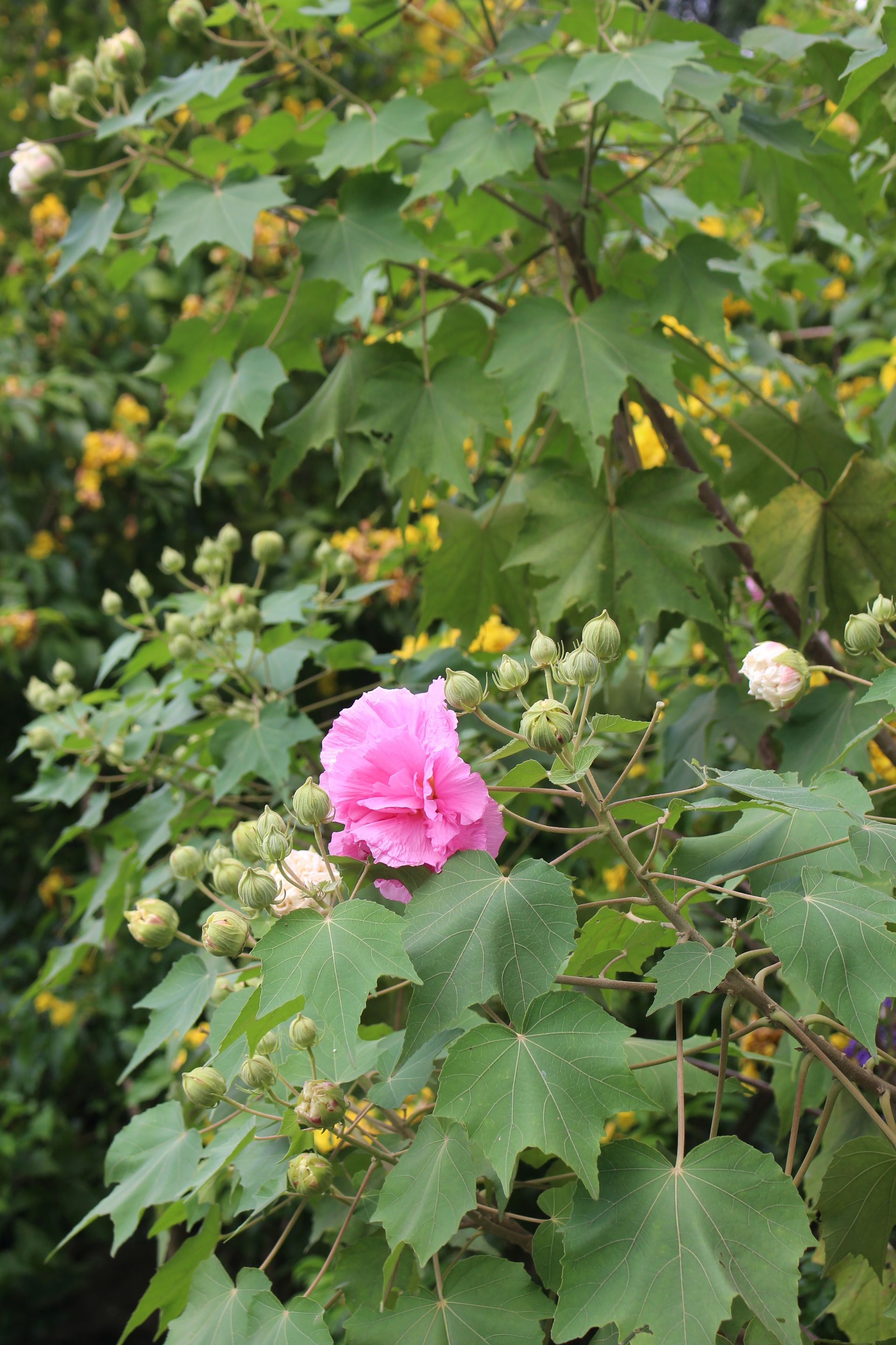 Confederate rose
