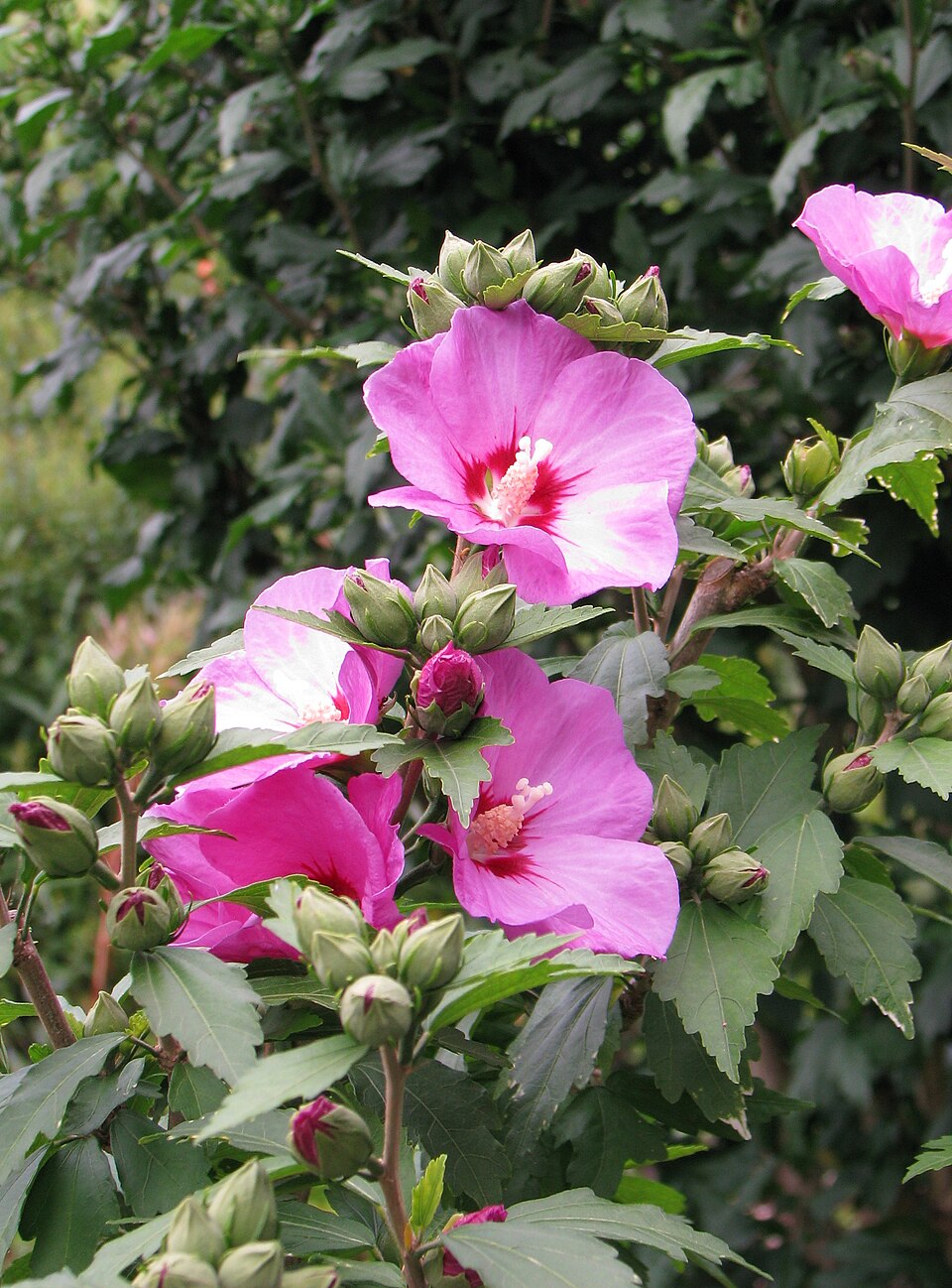 Hibiskus syriacus