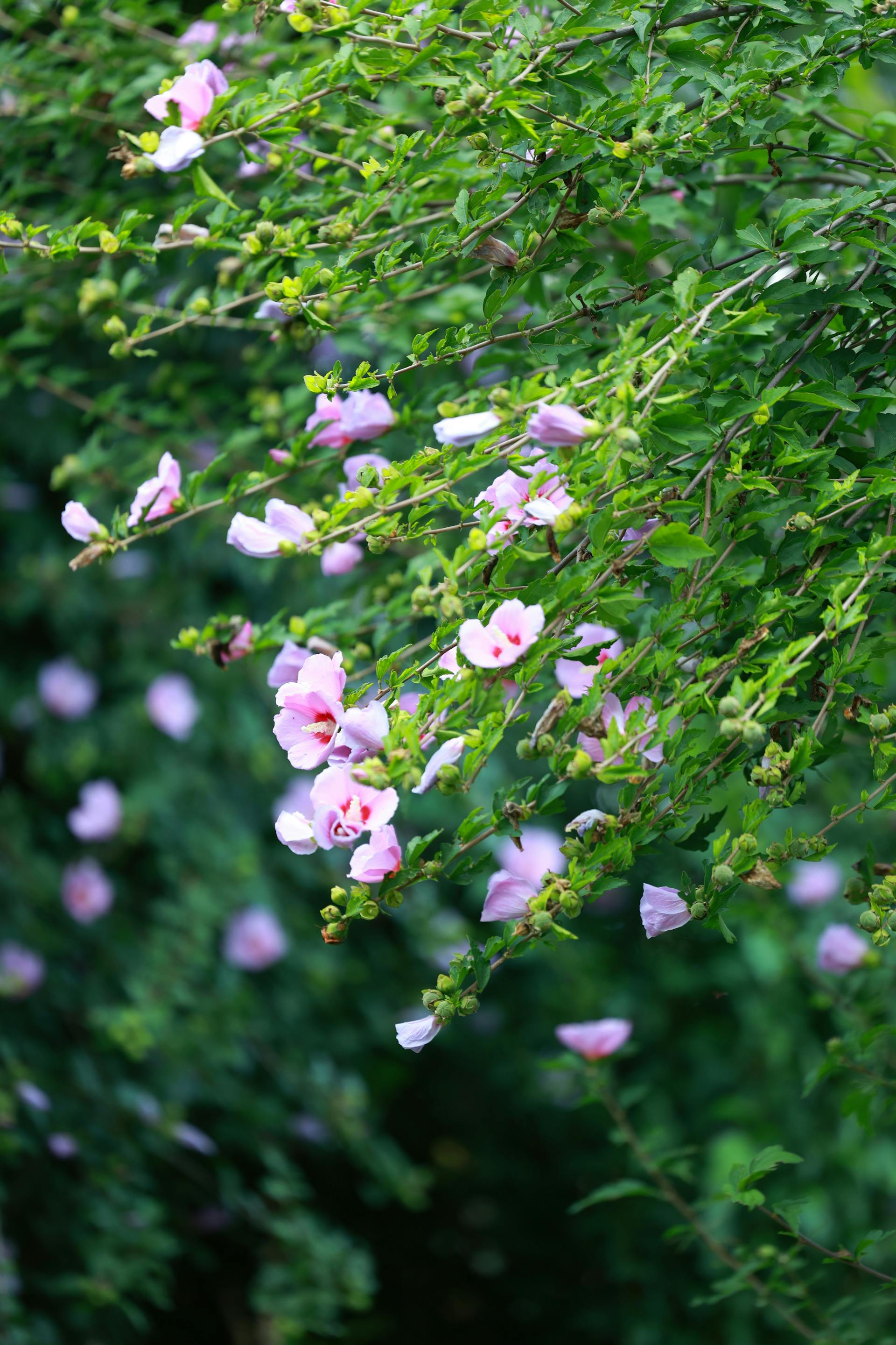 Hibiscus syriacus