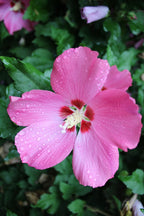 Hibiscus syriacus