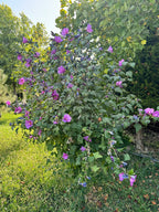 Hibiscus syriacus