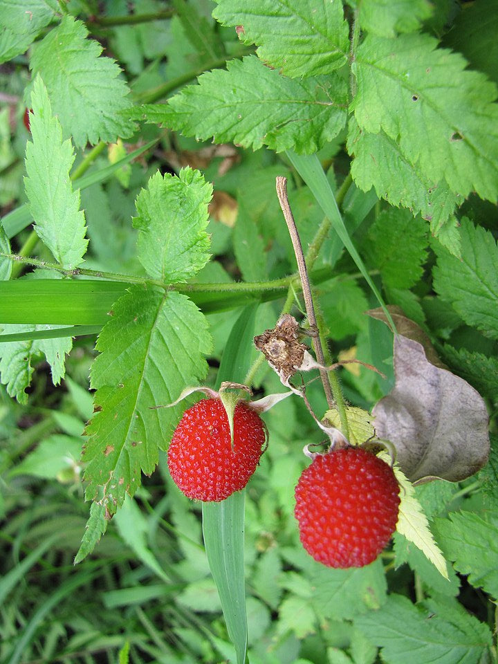 Frambuesa