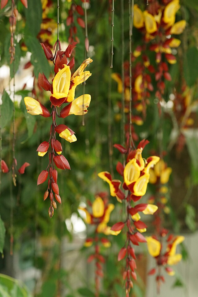 Flor celestial