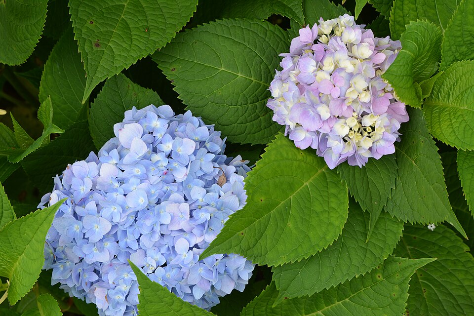 Hortensia