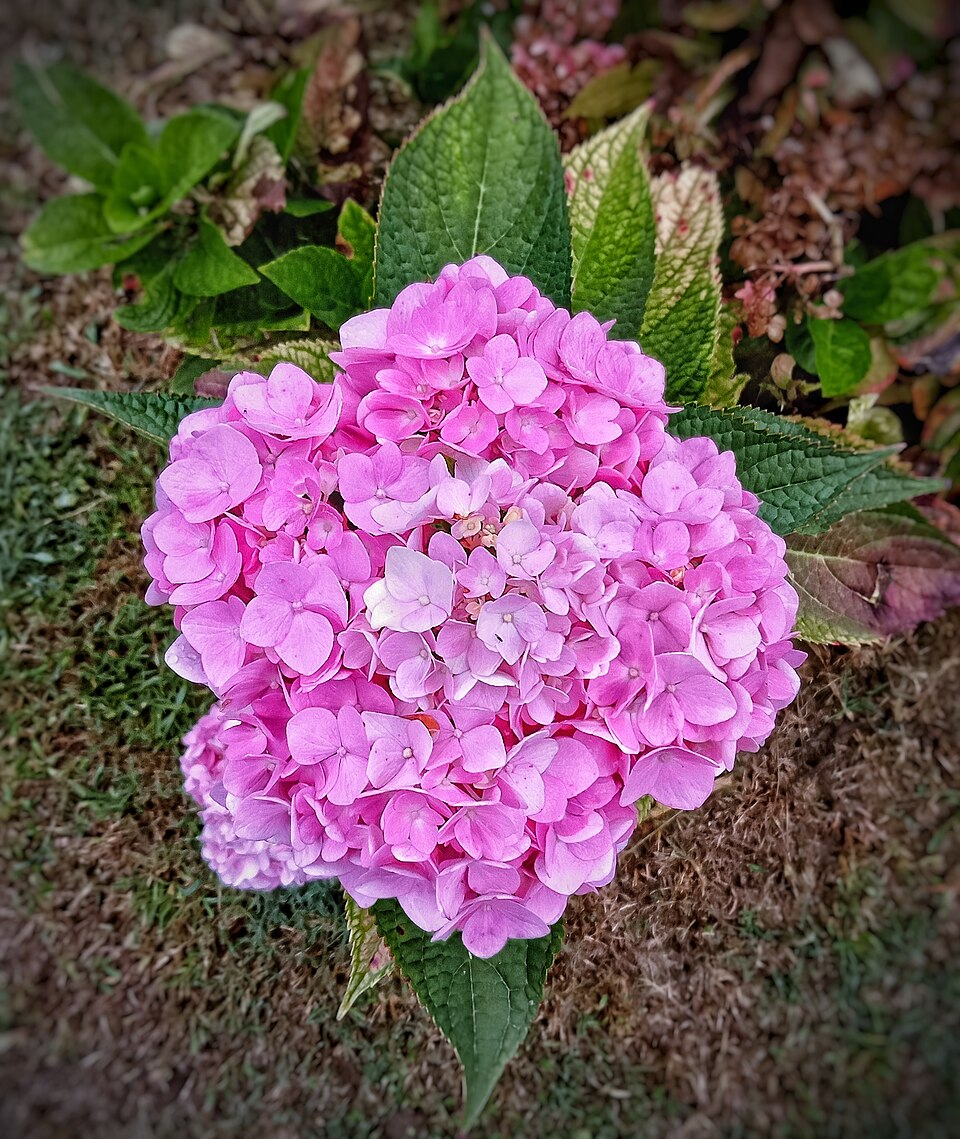Hortensia