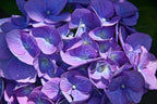 Hortensie