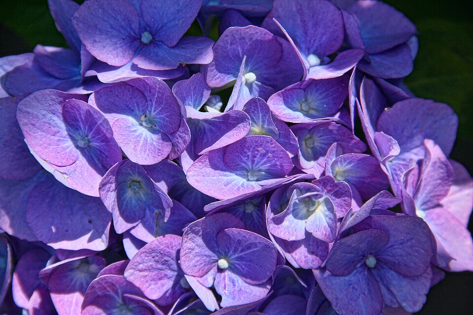 Hortensia