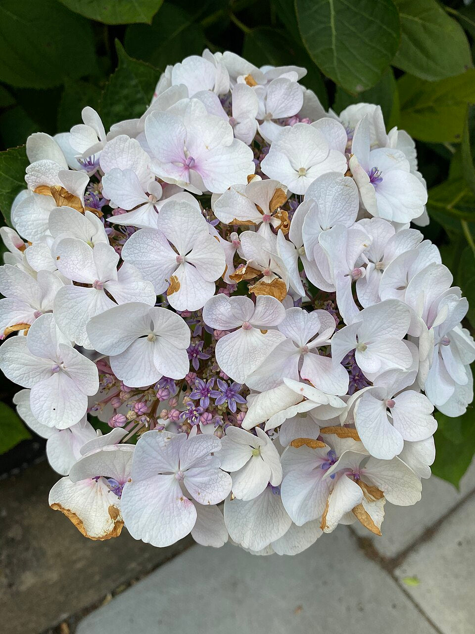 Hortensia