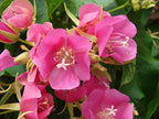 Árbol de hortensias