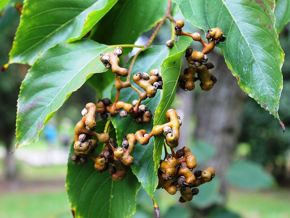 Hovenia dulcis / Hovenia